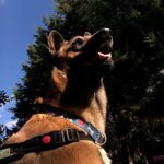 Jack - Pastor Belga Malinois - @jack_.malinois - Instagram