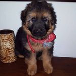 Jack - @jack_pastor_alemans - Instagram