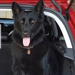@jack_pastor_belga_groenendael - Instagram