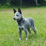 Jack, Pastor Boyero Australiano! - @jackheeler_blue - Instagram