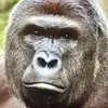 Jack Peel - @harambe_is_bacckk - TikTok