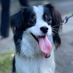 Jack Pelhamwood - @jackthepelhamwoodpapillon - Instagram