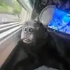 jackpelletier68 - @jackpelletier68 - TikTok