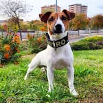🐾 Nitro 🐾 Jack de pelo corto - @jackrussel_nitro_terrier - Instagram