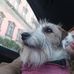 Jack Russell a pelo lungo - Facebook