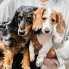 Jack & Penny the Dachshunds - @jackandpennydoxies - TikTok