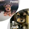 Jack & Penny Yorkies - @jack_n_penny_adventures - TikTok