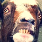 Jack penny - @smexy_goat1 - Instagram