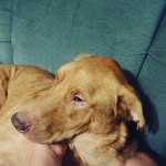 Jack+Penny the Lab German - @jack_pennythelabgermansheperd - Instagram