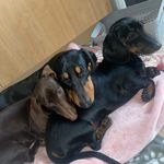 Jack•Penny•Pippa•BabyDolly•Otis🐶 - @the_dachshund_corner - Instagram
