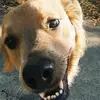 Penny and Jack - @penny_jack_ - TikTok