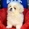 JackDog0522 - @jackperritoperron - TikTok