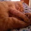 snaxson - @jacksonpester - TikTok