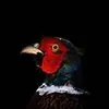 Jack Pheasant - @user778143054 - TikTok