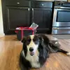 Jack Phillips2 - @jack.phillips264 - TikTok