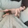 Jack-il mio piccolo jackrussel - @jack.ilmiopiccolorussel - TikTok