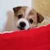 PiccoloJack - @piccolojack - TikTok