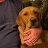Jackpickelandteddy - @pickeljackandteddy - TikTok