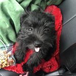 Jack Pickles Sundae Thomsen - @jack_pickles_sundae - Instagram