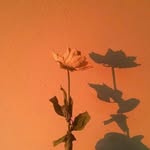 Film. - @jackpinderfilm - Instagram