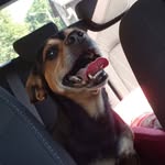 🐶💛 - @jack.pino.colombo - Instagram