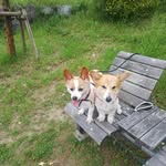 jack pino - @nisemonocorgi - Instagram