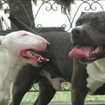 @jack_pino_ - Instagram