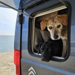 Jack und Pino auf Reisen 🐾🚐 - @jackaufreisen - Instagram