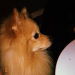 Jack🐶 - @jack_pirrotta - Instagram