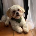 Jack - @jack_pisani1 - Instagram