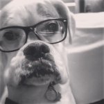 Jack Pledger - @jack_the_deaf_dog - Instagram