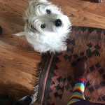 Arthur the Terrier - @arthur_plunkett_scrumpy_jack - Instagram