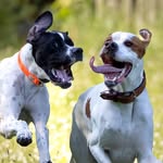 Flint & Jack - @flint_jack_english_pointers - Instagram