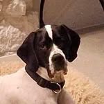 Jack - Pawprint Jump High - @jack_the_english_pointer - Instagram