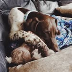 Jack Duane Roy - @jackthegermanpointer - Instagram