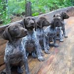 Jack German Shorthair Pointer kennels - @gspkennels - Instagram
