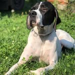 Jack🥰 - @jack.il_pointer - Instagram