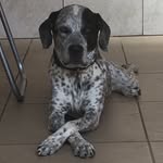 Jack - @jack_pointeringles - Instagram