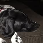 Jack_Pointer_Pup - @jack_pointer_pup - Instagram