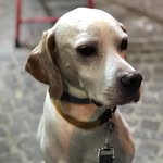 Jack The Pointer - @jack_thepointer - Instagram