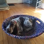 Jack The Pointer - @jack.the.pointer - Instagram