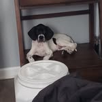 Jack The Pointer - @jackthepointer - Instagram