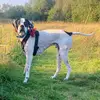 Jack_theenglishpointer - @jack_theenglishpointer - TikTok