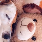 Opale - @newton_jackpointer - Instagram