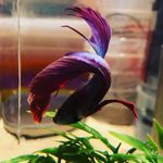 Jack le poisson de maxence - @jack_le_poisson - Instagram