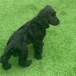 Jack Pringle - @jack_cocker_spaniel2021 - Instagram
