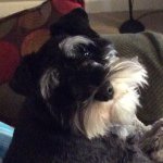 Jack Raley - @jack_the_mini_schnauzer - Instagram