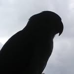 jack🐦 - @jack.ringneck - Instagram