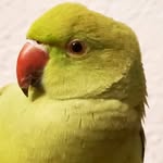 Jack Ringneck Parrot 🦜 - @jack_theringneck - Instagram