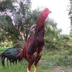 jakkon jagar siringo ringo - @jack_ringo25 - Instagram